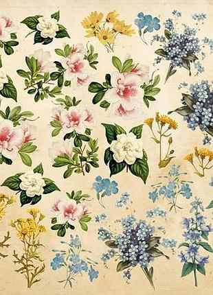 Аркуш із картинками для вирізування botany summer 20х20 см