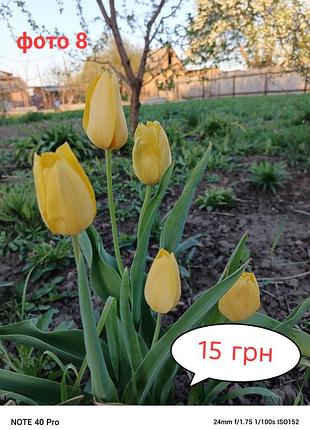 Тюльпани з власного саду 6