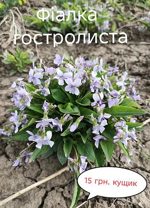 Тюльпани з власного саду 10