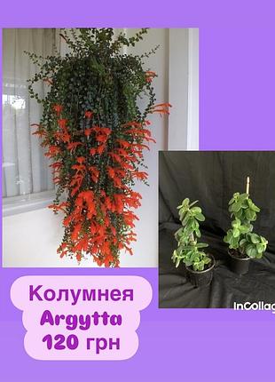 Колумнея argytta