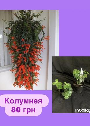 Колумнея, колумнея