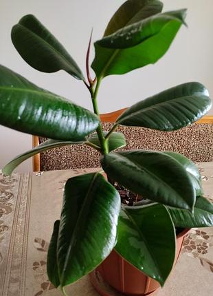 Фікус каучуковий