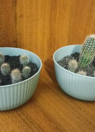 Кактусы по 70грн. цена шара.+ подарок 🌵🌵🌵