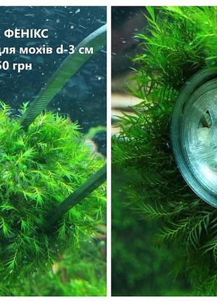 Мох фенікс / phoenix moss / fissidens fontanus на тримачі для мохів (d – 2.5 cм)