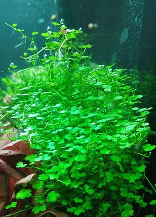 Гидрокотила трипартита "mini" (hydrocotyle tripartita "mini")