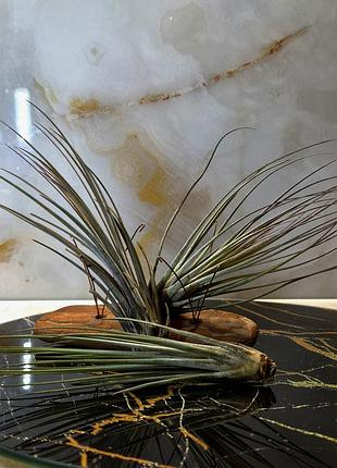 ✅ ​tillandsia juncea✅