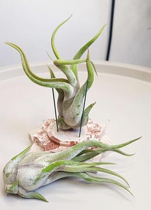 ✅tillandsia caput-medusae