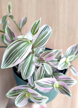 Традесканция флуменис вариегата_fluminensis variegata