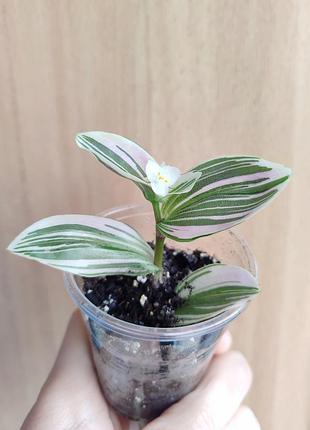 Традесканция флуменис вариегата_fluminensis variegata 2