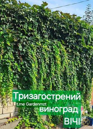 Розсада 2-х річна тризагострений виноград вічі листопадний