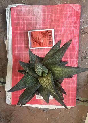 Haworthia limifolia jack brown