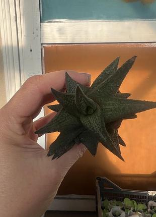 Haworthia limifolia jack brown 2