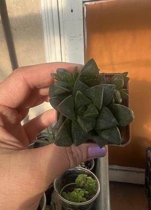 Haworthia retusa 2