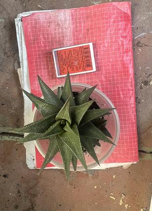 Haworthia tortuosa