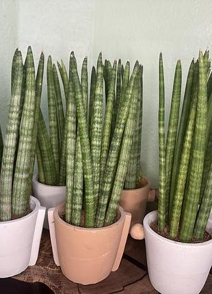 Сансевієрія циліндрична в керамічному горщику (sansevieria cylindrica) 2