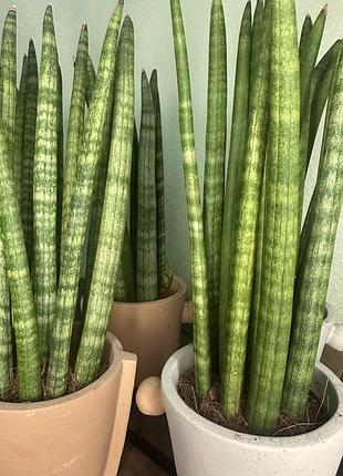 Сансевієрія циліндрична в керамічному горщику (sansevieria cylindrica) 3