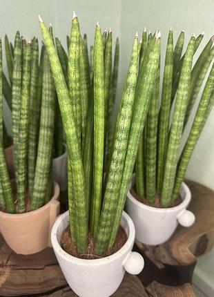 Сансевієрія циліндрична в керамічному горщику (sansevieria cylindrica) 4
