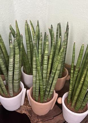 Сансевієрія циліндрична в керамічному горщику (sansevieria cylindrica) 5