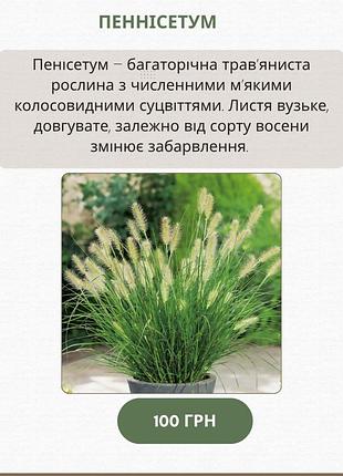 Пеннисетум