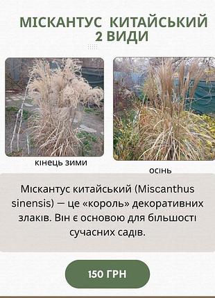Міскантус китайський