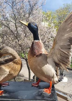 Опугала пары льдней (mallard) / диких уток