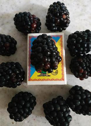 Ежевика без шипов. 3
