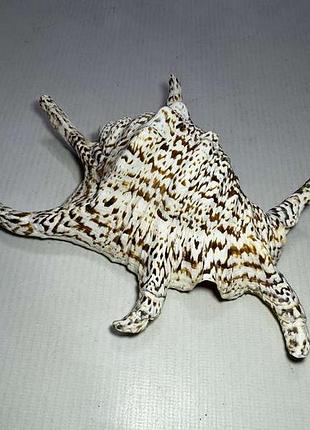 Морская раковина lambis chiragra