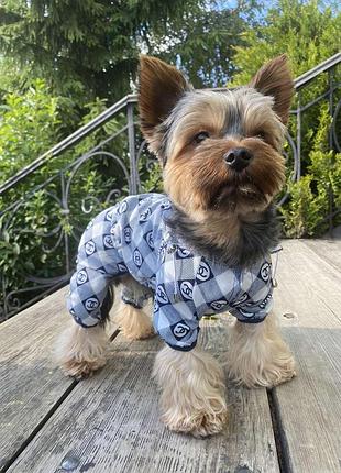 Dog style • летние комбинезоны для собак xxl