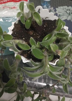 Традесканція pilosa sillamontana