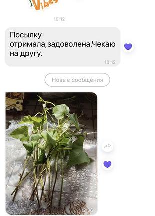 Батат рассада 10сортов микс 10шт отправка только по полной оплате! 3