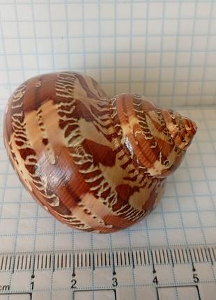 Морская ракушка turbo petholatus papestry turban морская ракушка