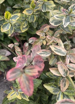 Бересклет жёлто- зелёный 3