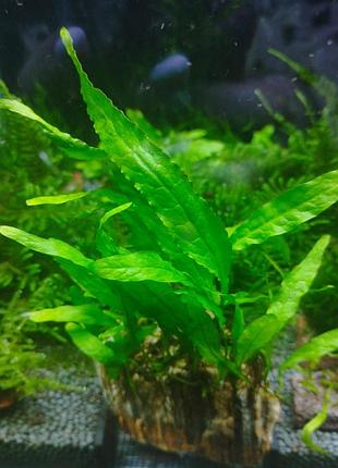 Папоротник microsorum sp. small leaf. на древесном камне. большой.