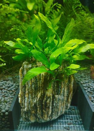 Папоротник microsorum sp. small leaf. на древесном камне. маленький.