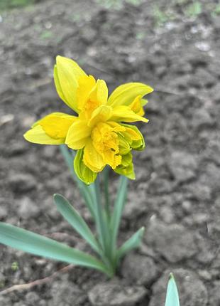 Нарцис луковица на посадку 9