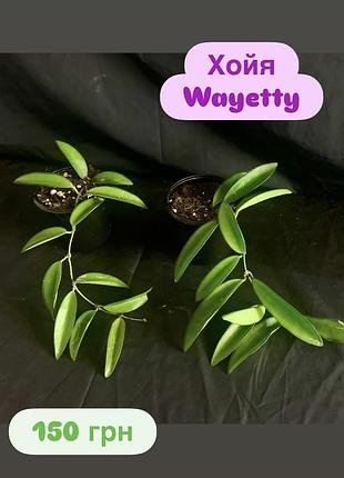 Хойя wayetty