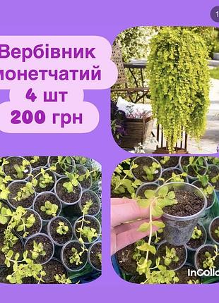 Вербівник монетчатий
