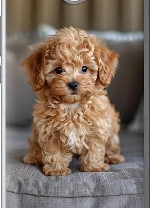 Чехол на huawei y7 2017 mini-maltipoo "6158u-1019-10746"