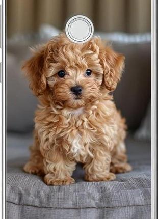 Чехол на huawei p8 lite (2017) mini-maltipoo "6158u-777-10746"