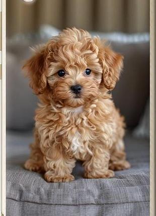Чехол на huawei y6 ii mini-maltipoo "6158u-338-10746"