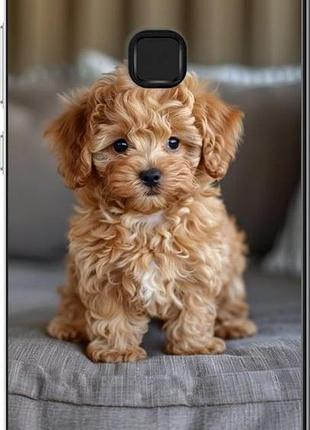 Чехол на huawei p10 lite mini-maltipoo "6158u-896-10746"