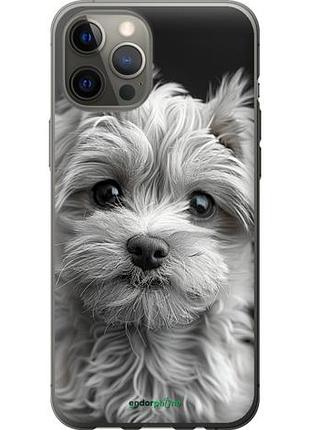 Чехол на iphone 12 pro max мальтипу на чорном фоне "6156u-2054-10746"