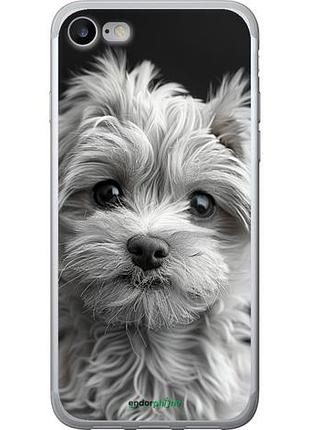 Чехол на iphone se 2020 мальтипу на чорном фоне "6156u-2013-10746"