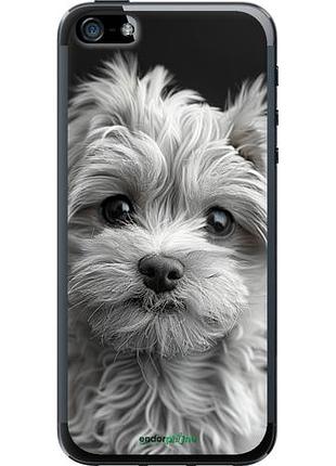 Чехол на iphone 5 мальтипу на чорном фоне "6156u-18-10746"
