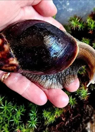 Улитки ахатиные фулика 🐌 живые сухопутные улитки. ахатины. большие улитки. живые улитки. 2