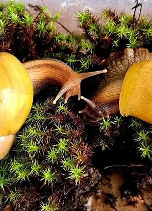 Улитки ахатиные фулика 🐌 живые сухопутные улитки. ахатины. большие улитки. живые улитки. 3