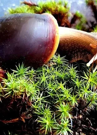 Улитки ахатиные фулика 🐌 живые сухопутные улитки. ахатины. большие улитки. живые улитки. 4