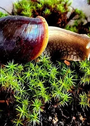 Улитки ахатиные фулика 🐌 живые сухопутные улитки. ахатины. большие улитки. живые улитки. 5
