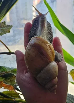 Улитки ахатиные фулика 🐌 живые сухопутные улитки. ахатины. большие улитки. живые улитки. 7