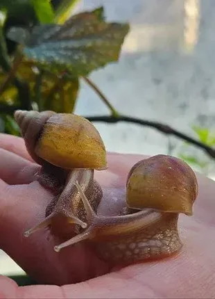 Улитки ахатиные фулика 🐌 живые сухопутные улитки. ахатины. большие улитки. живые улитки. 8